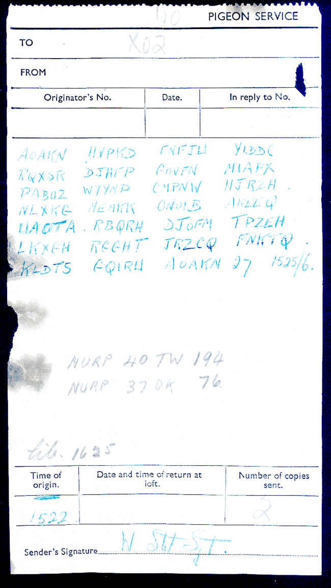 large-pigeon-message